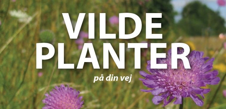 olie Hård ring Vejnavn Vilde planter på din vej - Dansk Botanisk Forening