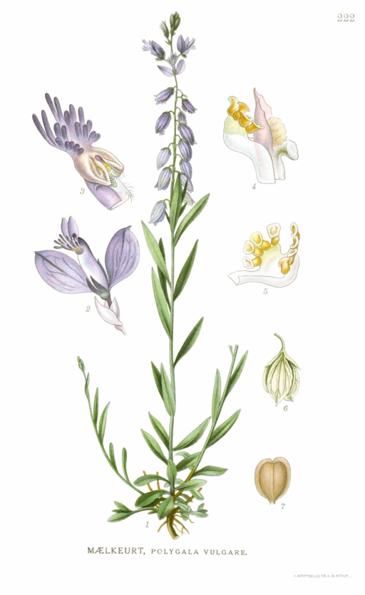 Almindelig Mælkeurt (Polygala vulgaris) Nordens Flora. 