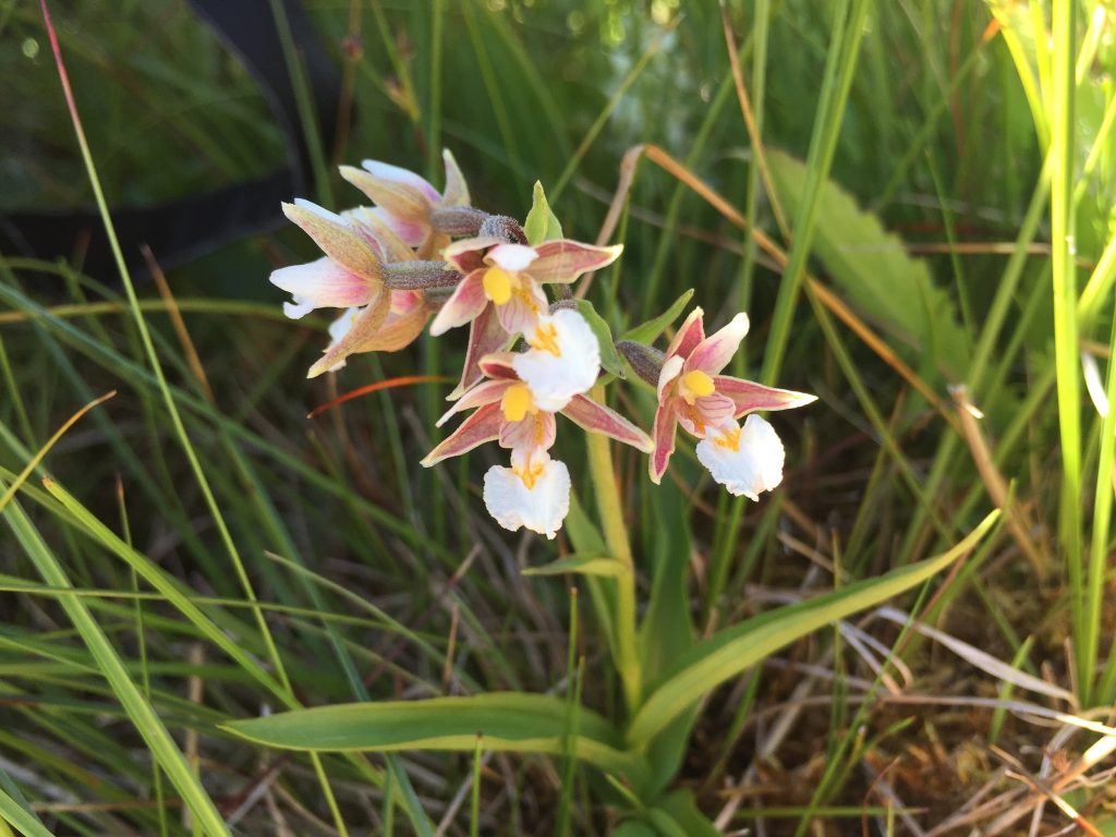 Sump-hullæbe Epipactis palustris cc Dorte Stokholm